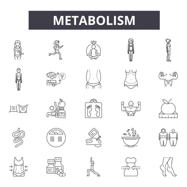 illustrazioni stock, clip art, cartoni animati e icone di tendenza di icone delle linee del metabolismo, set di segni, vettore. concetto di struttura del metabolismo, illustrazione: metabolismo, fitness, sano, peso, dieta, salute, metabolico - metabolismo