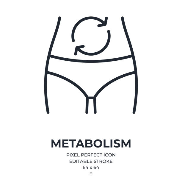 illustrazioni stock, clip art, cartoni animati e icone di tendenza di icona del contorno del tratto modificabile del concetto di metabolismo o digestione isolata su sfondo bianco illustrazione vettoriale piatta. pixel perfetto. 64 x 64. - metabolismo