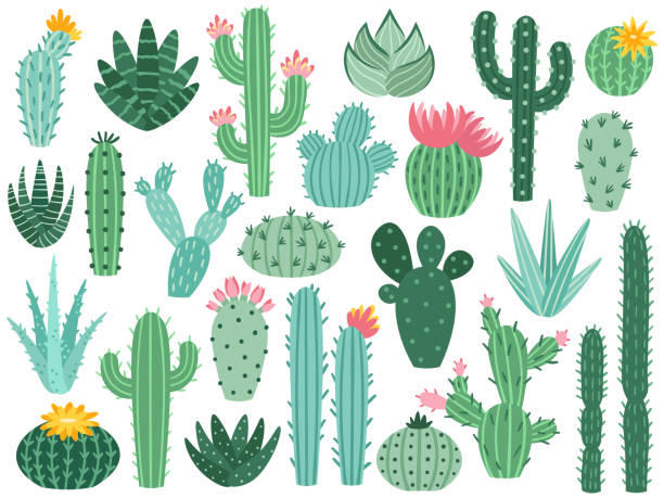 Mexican cactus and aloe. Desert spiny plant, mexico cacti flower and tropical home plants isolated vector collection Mexican cactus and aloe. Desert spiny plant, mexico cacti flower and tropical home plants or arizona summer climate garden cactuses and succulent. Flora isolated vector icons collection desert area icons stock illustrations