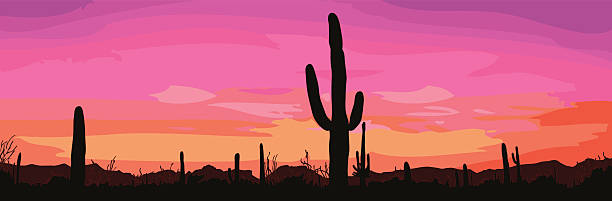 Mexican desert sunset with cactus. Vector illustration. Mexican desert sunset with cactus. Vector illustration. desert area silhouettes stock illustrations