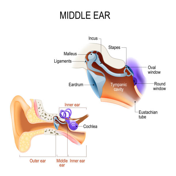 ilustraciones, imágenes clip art, dibujos animados e iconos de stock de oído medio. tres osicles: malleus, incus y grapa (martillo, yunque y estribo) - oreja humana