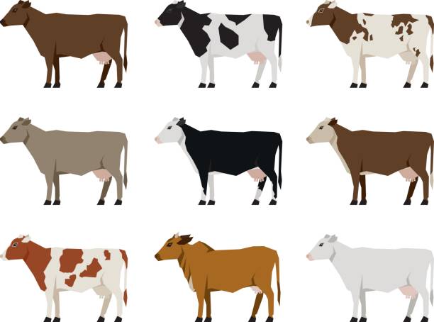 Milk Cows flat icons. Most Popular Cattle. Nine Milk Cows Different Breeds in Flat style standing on a white background brown cow stock illustrations