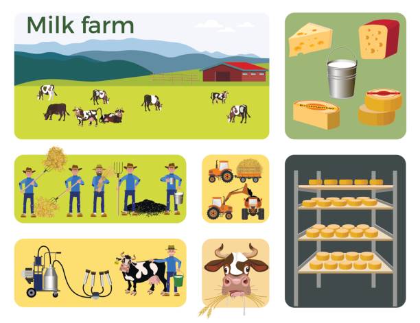 illustrazioni stock, clip art, cartoni animati e icone di tendenza di azienda lattiero-casearia - allevatore