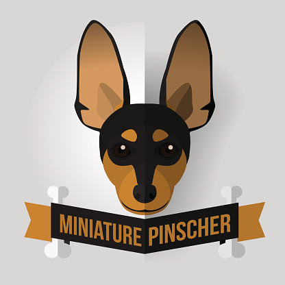 Miniature Pinscher