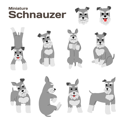 miniature schnauzer,dog in action,happy dog