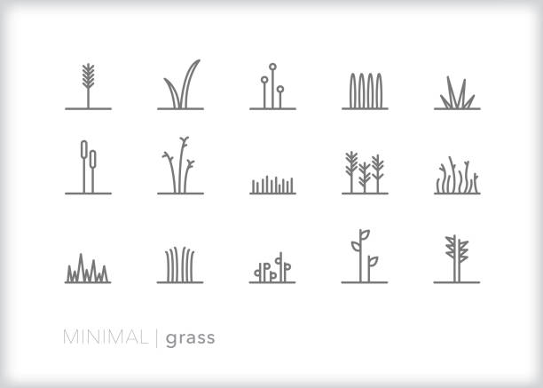 stockillustraties, clipart, cartoons en iconen met minimale gras pictogrammen - knop plant stage