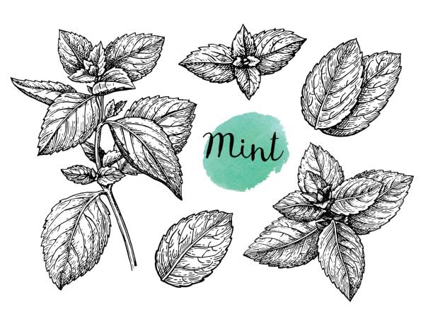 Mint sketch set Retro style ink sketch of mint. Isolated on white background. Hand drawn vector illustration. mint leaf culinary stock illustrations