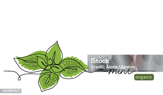 istock Mint, spearmint vector illustration.Background for label design. One continuous line art drawing illustration with lettering organic mint 1327897577