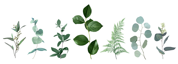 Mix of herbs and plants vector big collection