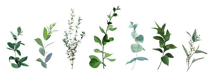 Mix of herbs and plants vector big collection.
