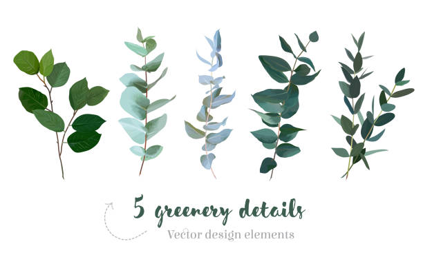 Mix of herbs and plants vector big collection Mix of herbs and plants vector big collection. Cute rustic wedding greenery.True blue eucalyptus, italian ruscus, parvifolia foliage, leaves and stems. Watercolor style set. All elements are isolated. wedding clipart stock illustrations