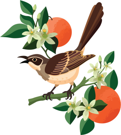 mockingbird and orange blossom