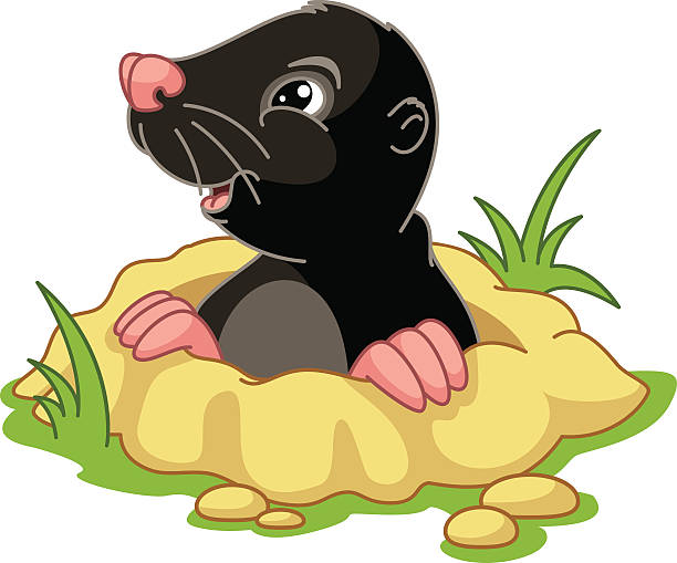 мол - clip art of moles animal stock illustrations.