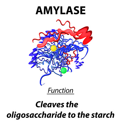 アミラーゼの分子構造化学式酵素アミラーゼ消化管の機能デンプンをオリゴ糖に分解しますインフォグラフィックス孤立した背景上のベクトル図 たんぱく質のベクターアート素材や画像を多数ご用意 Istock