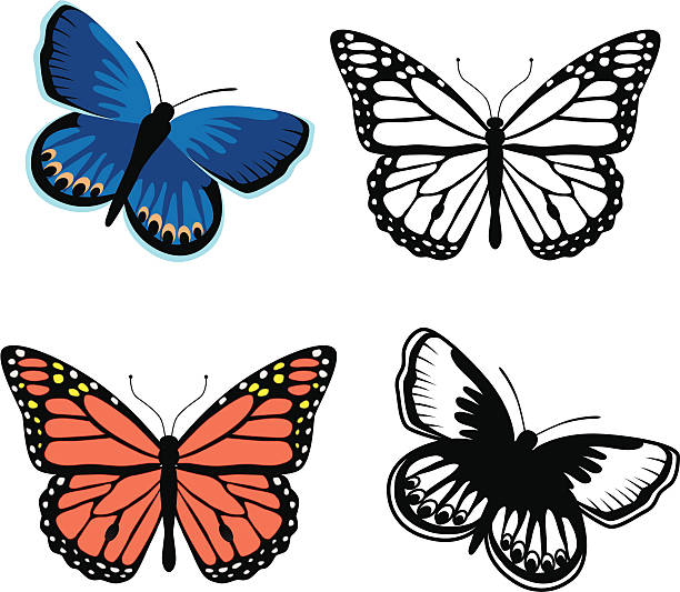 ilustraciones, imágenes clip art, dibujos animados e iconos de stock de monarca y mariposa karner azul mariposas - mariposa monarca