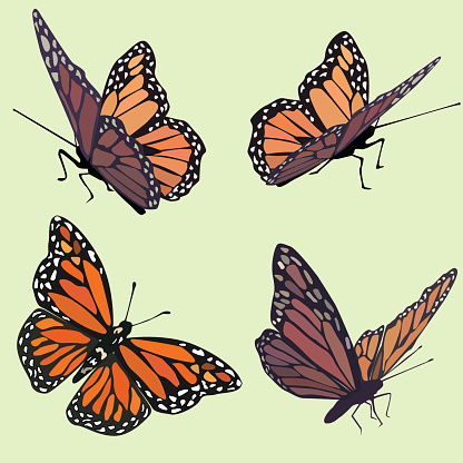 Monarch Butterflies in four different poses on pastel green background