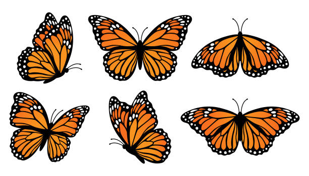 ilustraciones, imágenes clip art, dibujos animados e iconos de stock de conjunto de mariposas monarca. ilustración vectorial aislada sobre fondo blanco - mariposa monarca
