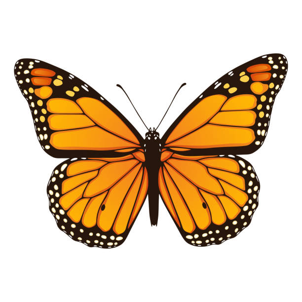 ilustraciones, imágenes clip art, dibujos animados e iconos de stock de mariposa monarca.  ilustración vectorial dibujados a mano - mariposa monarca