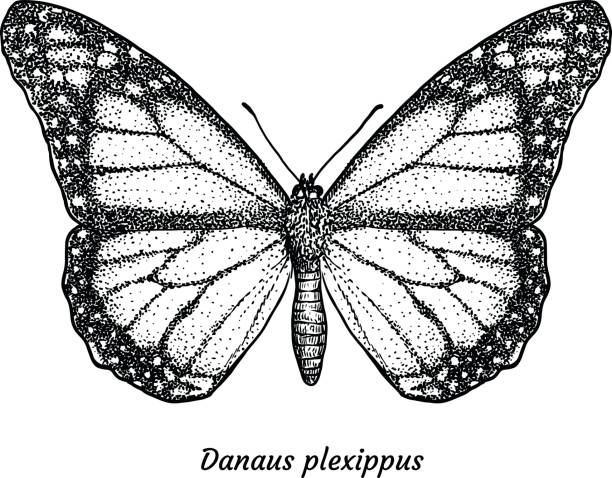 ilustraciones, imágenes clip art, dibujos animados e iconos de stock de ilustración de la mariposa monarca, dibujo, grabado, tinta, arte lineal, vectores - mariposa monarca