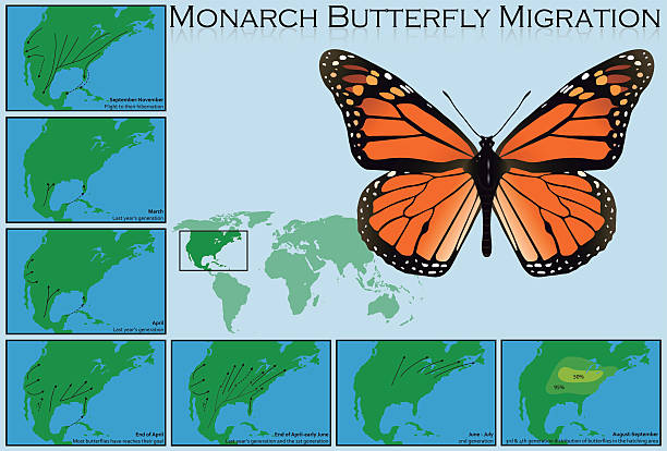 ilustraciones, imágenes clip art, dibujos animados e iconos de stock de mariposa monarca migración - mariposa monarca