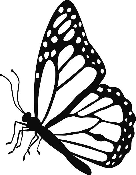 monarch butterfly side view in black and white - monarch stock illustrati.....