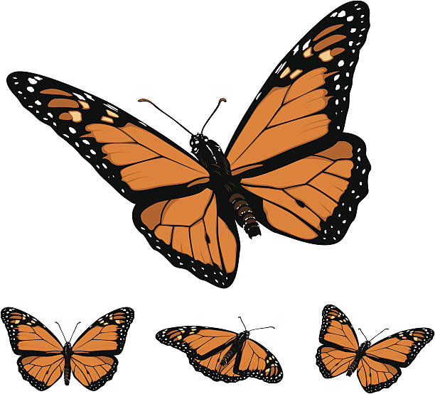 ilustraciones, imágenes clip art, dibujos animados e iconos de stock de mariposa monarca - mariposa monarca