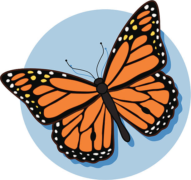 ilustraciones, imágenes clip art, dibujos animados e iconos de stock de mariposa monarca - mariposa monarca