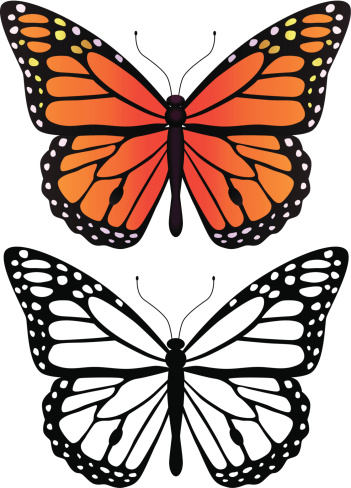 Download Monarch Butterfly Stock Illustration - Download Image Now ...