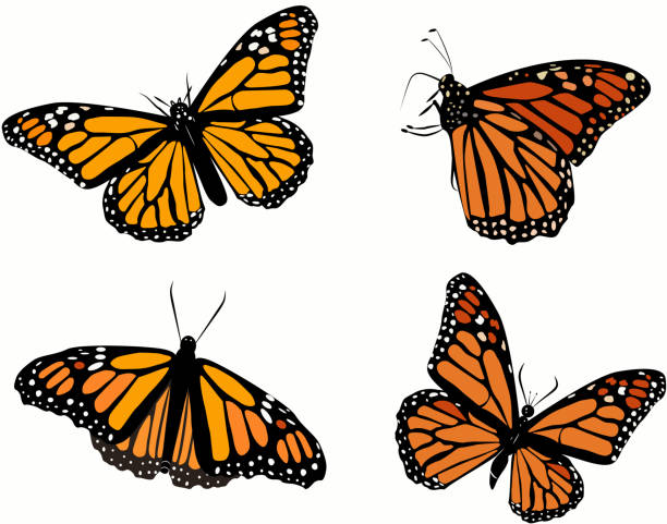 illustrazioni stock, clip art, cartoni animati e icone di tendenza di insieme vettoriale farfalla monarca - farfalle