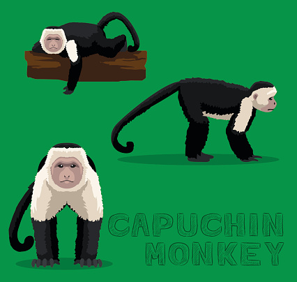 Monkey Capuchin Cartoon Vector Illustration