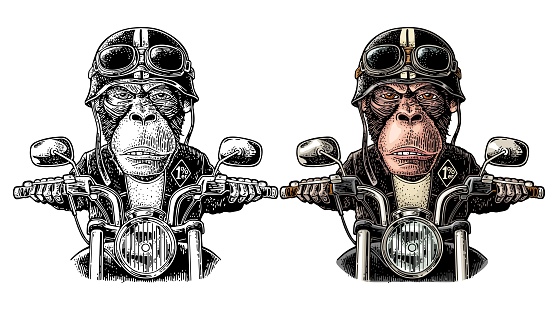 Monkey driving a motorcycle rides. Vector vintage engraving