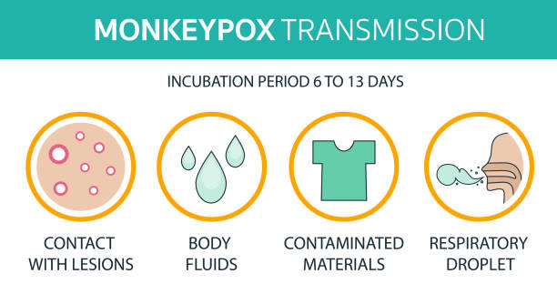 monkeypox virus transmisiion  infographics contact, fluids, respiratory. world health organization. infected people spreading from monkey. flat design with icons - 猴痘 幅插畫檔、美工圖案、卡通及圖標