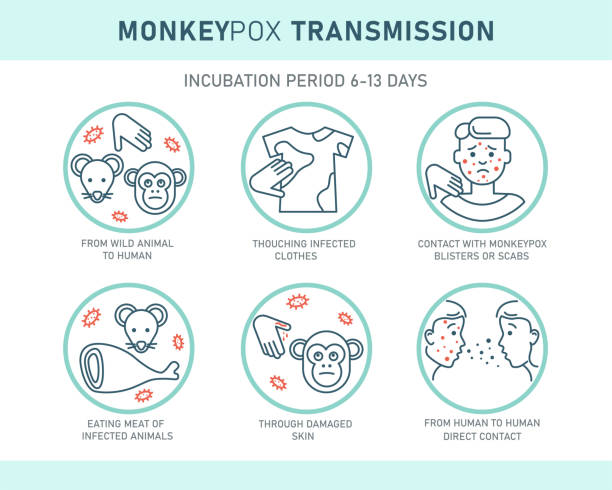 monkeypox virus transmission infographics with icons isolated on white background. - 痘類病毒 幅插畫檔、美工圖案、卡通及圖標
