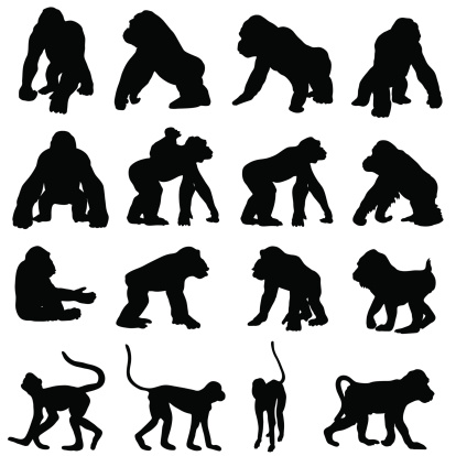 Monkeys and other primates in silhouette