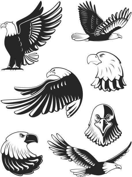 Download Black And White Eagle Illustrations, Royalty-Free Vector ...