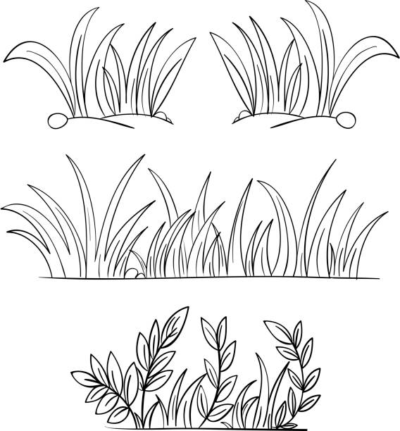 Monochrome pencil drawings of grass Grass and plant outlines grass drawings stock illustrations