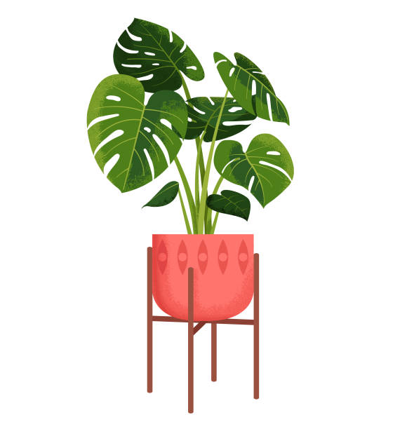 Monstera Houseplant An illustration of a Monstera plant, with vintage-style texture. monstera stock illustrations