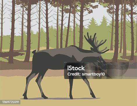 istock Moose in Winter Landscape 1369725591