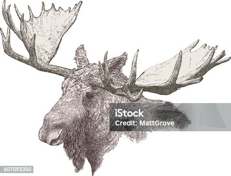 istock Moose 607593350