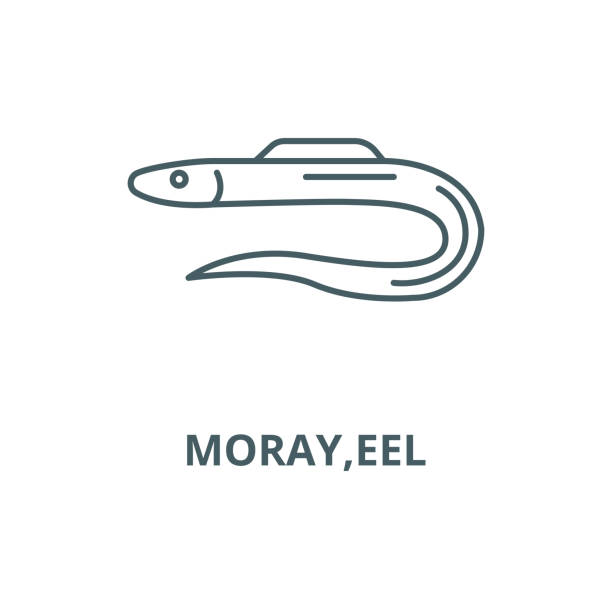 stockillustraties, clipart, cartoons en iconen met moray, eel vector lijn icoon, lineair concept, schets teken, symbool - paling