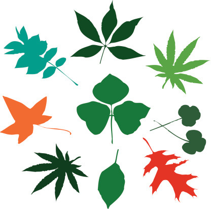 More Leaves: Very Wild Variety!!! (vector illustrations)