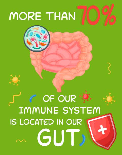 ilustrações de stock, clip art, desenhos animados e ícones de more than 70 percent of our immune system is located in our gut. - alimentos sistema imunitário