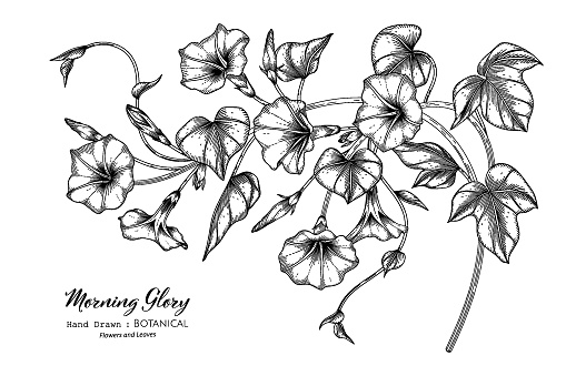Morning Glory Vector Free Ai Svg And Eps