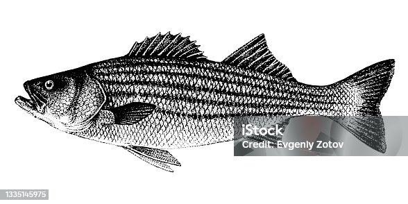 istock Morone saxatilis, striped bass, striped lavrak. Fish collection 1335145975