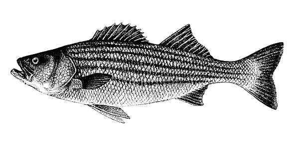 Morone saxatilis, striped bass, striped lavrak. Fish collection. Healthy lifestyle, delicious food. Hand-drawn images, black and white graphics.