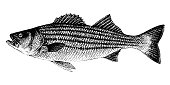 istock Morone saxatilis, striped bass, striped lavrak. Fish collection 1335145975