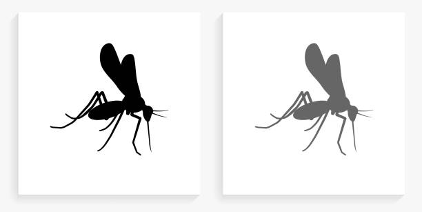 stockillustraties, clipart, cartoons en iconen met mosquito zwart en wit vierkant icoon - muggen