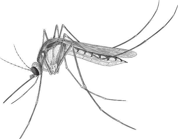 stockillustraties, clipart, cartoons en iconen met mosquito - malaria