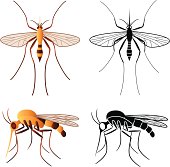 Vector illustrations of a mosquito in black and white and in color.