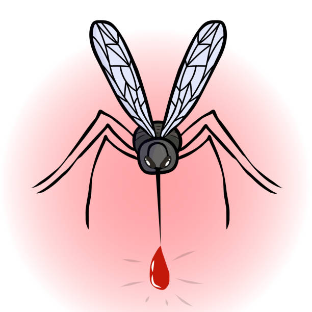 Mosquito vector. Mosquito with a drop of blood. Mosquito is looking at you Mosquito with a drop of blood vector.Color mosquito. No mosquitoes. Destruction of bloodsuckers. Pest control.Vector mosquito. dengue fever fever stock illustrations